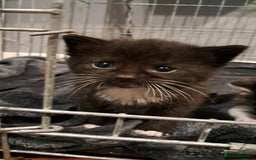 Mixed Breed cats for sale: 3 beautiful black and white kittens  - Image 6