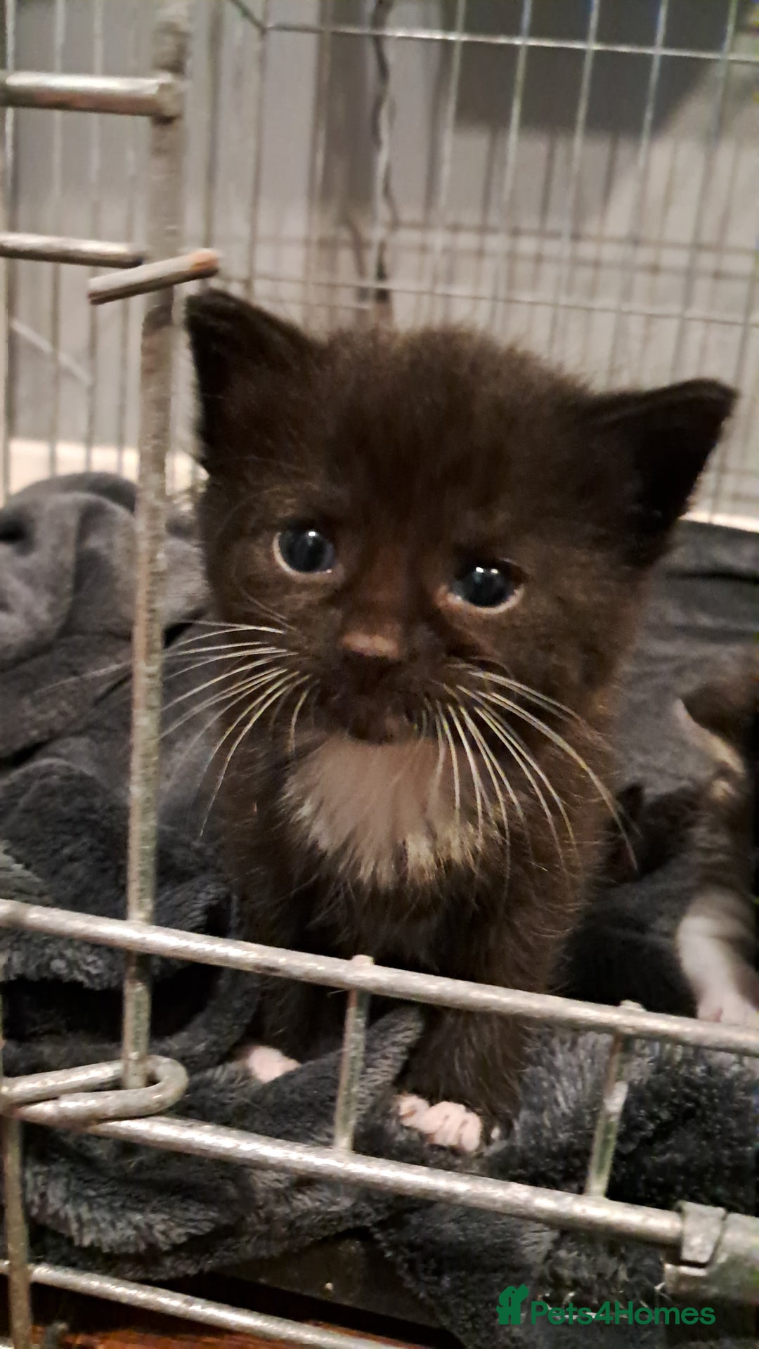 Mixed Breed cats for sale: 3 beautiful black and white kittens  - Image 6