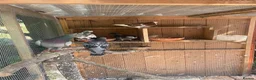 Pigeons birds for sale: Racing pigeons  - Advert 1