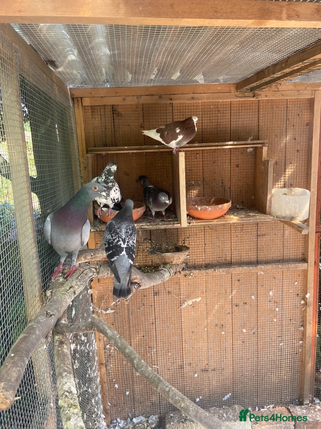 Pigeons birds for sale: Racing pigeons  - Advert 1