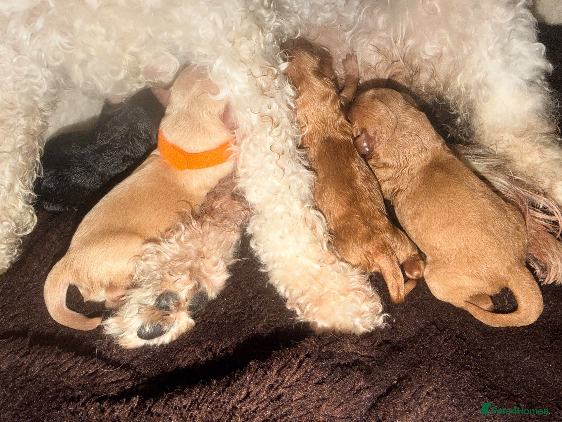 Mixed Breed dogs Beautiful Poochon puppies - Advert 1