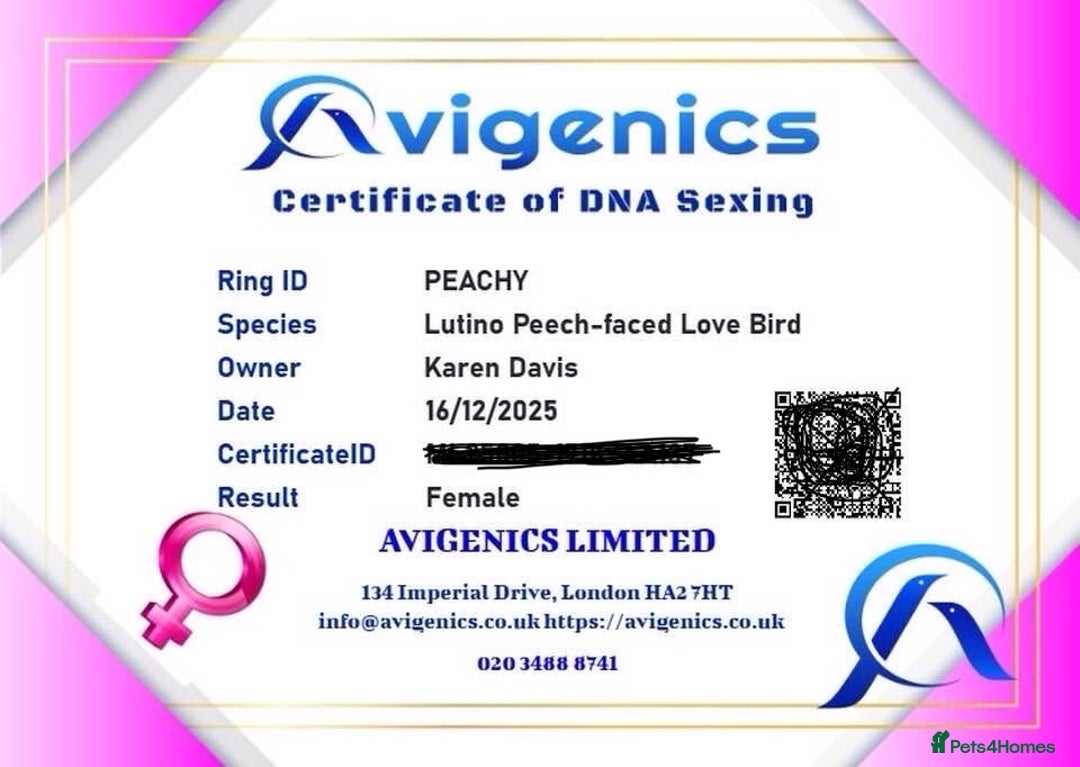 Lovebirds birds for sale: Lutino Peach Faced Lovebird - Female  - Advert 5