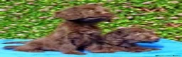 Mixed Breed dogs for sale: F1 CAVAPOO FULLY VACCINATED  - Advert 4