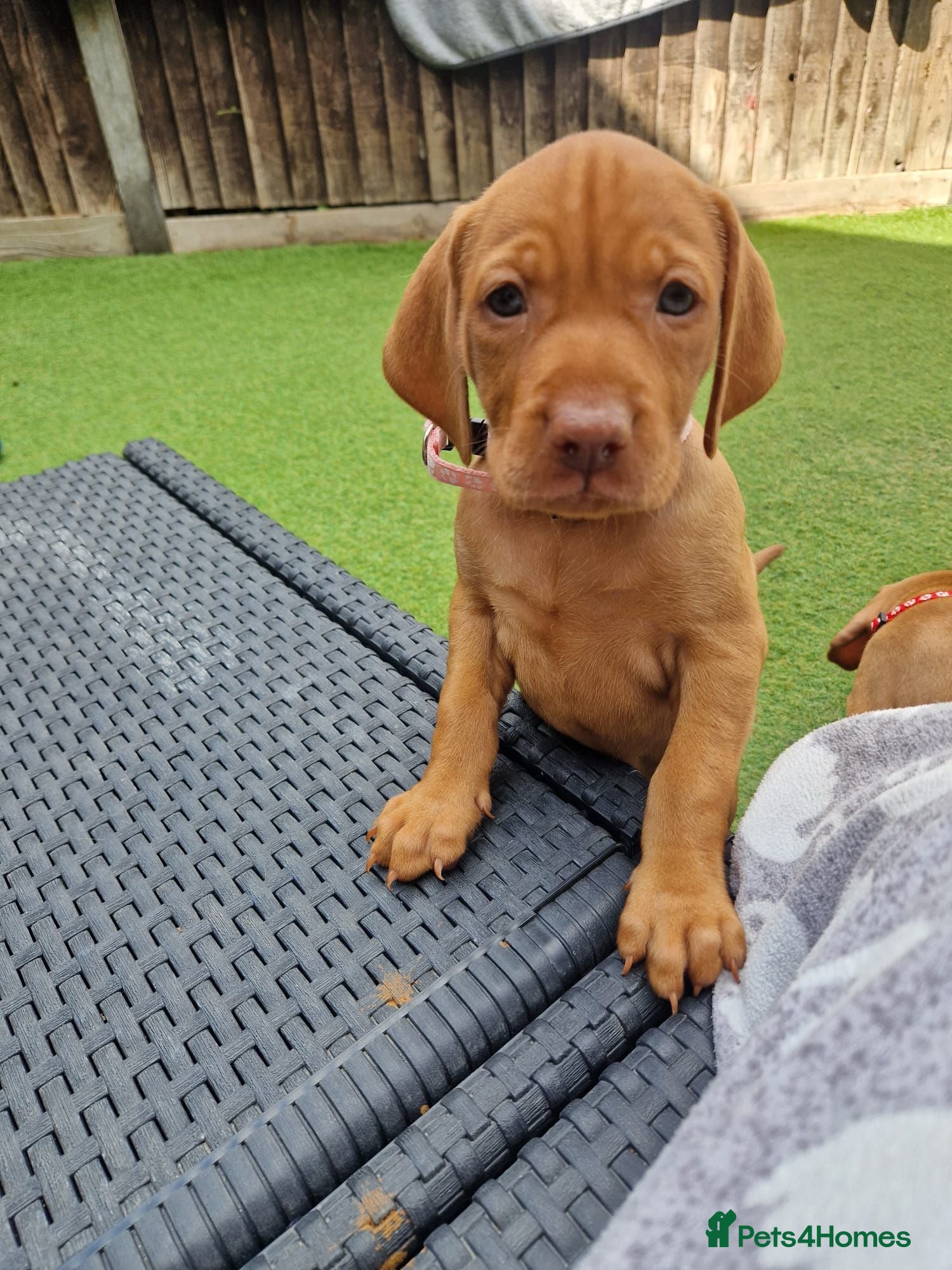 Hungarian Vizsla dogs Hungarian Vizsla Puppies KC Registered - Advert 2