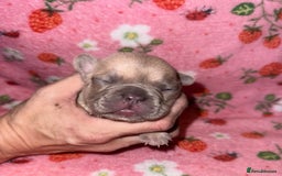 French Bulldog dogs for sale: French Bulldog Puppies  - Image 4