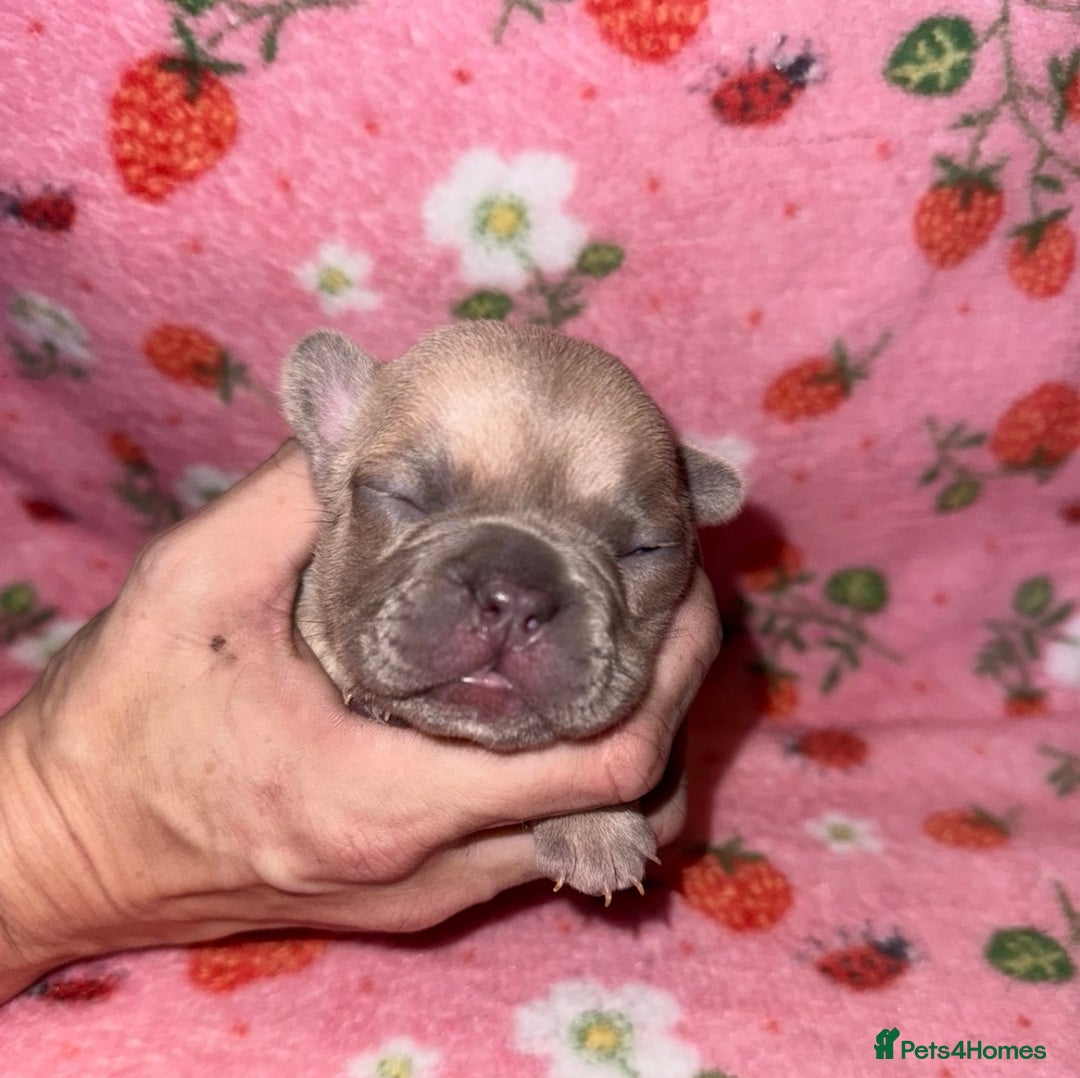 French Bulldog dogs for sale: French Bulldog Puppies  - Image 4
