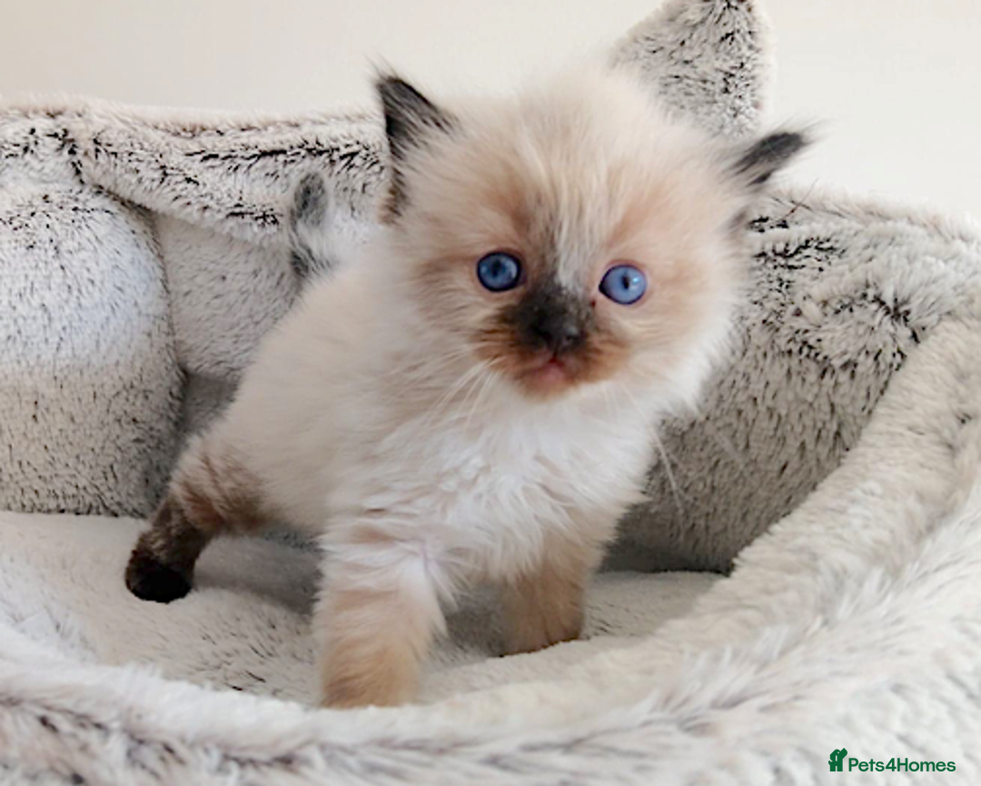 Ragdoll cats for sale: INDOOR FULL PEDIGREE RAGDOLL KITTENS - Image 12