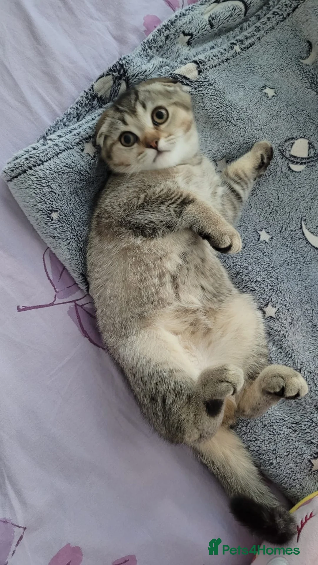 Scottish Fold cats for sale: Lovely female - Advert 4