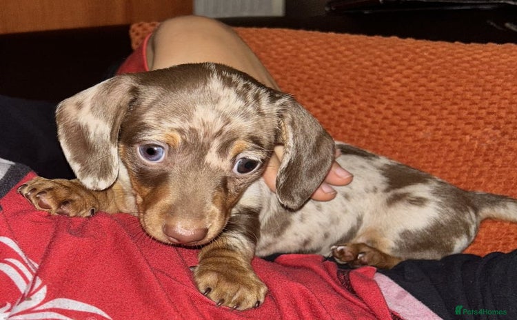 Dachshund dogs - Advert 1