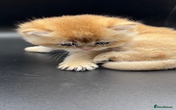 British Shorthair cats for sale: GCCF BSH GOLDEN BLACK TIPPED NY12 KITTENS - Image 22