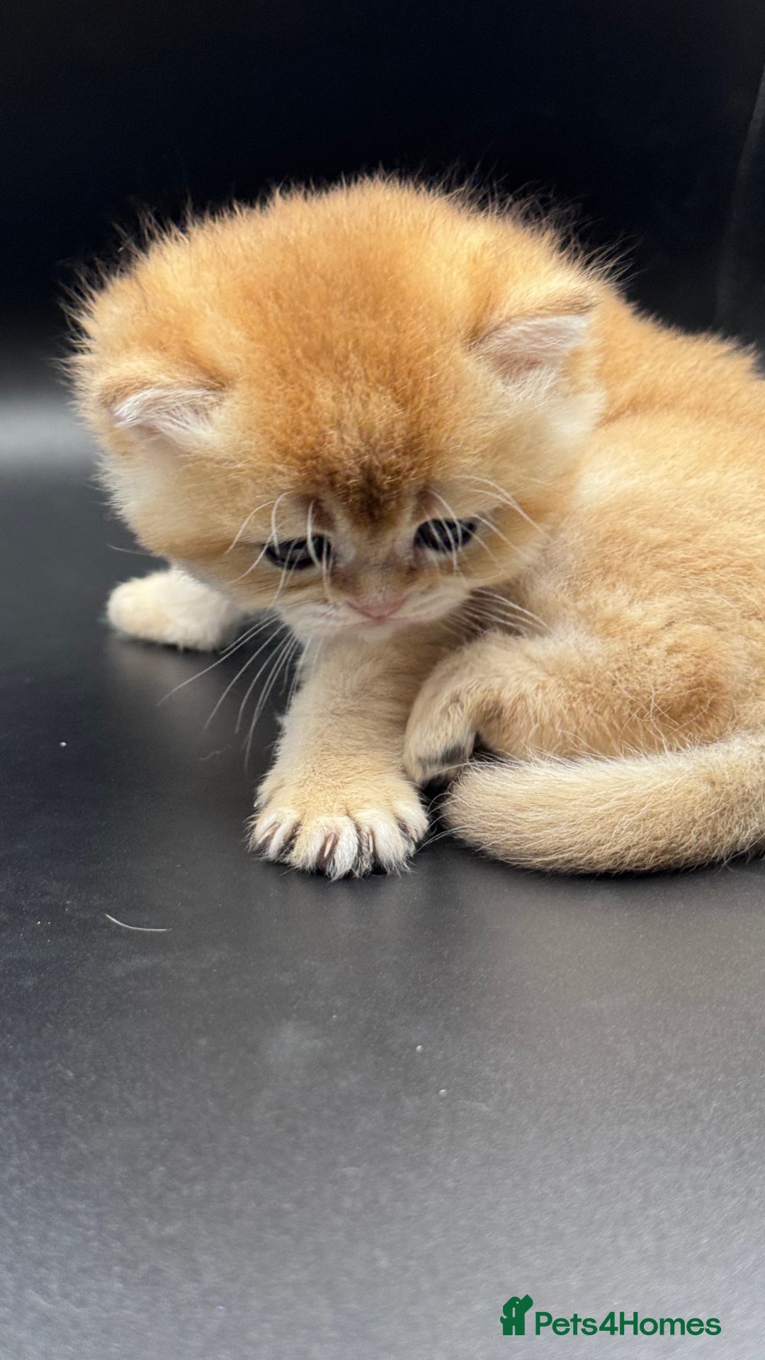 British Shorthair cats for sale: GCCF BSH GOLDEN BLACK TIPPED NY12 KITTENS - Image 22
