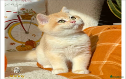 British Shorthair cats for sale: World Class Golden BSH/BLH Chinchilla, Shaded & CP - Image 36