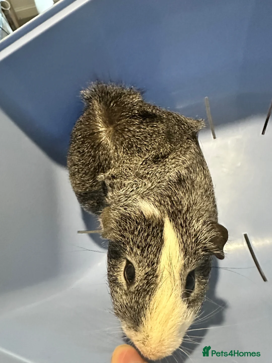 Guinea Pig rodents for sale: Bonded Pair of Male Guinea Pigs - Colchester in Colchester - Advert 2