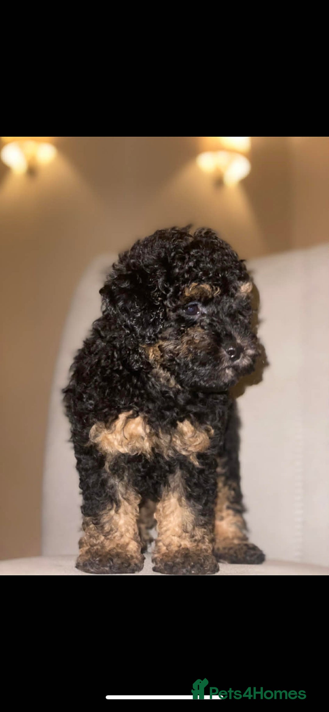 Toy Poodle dogs for sale: One Kc phantom toy poodle left- ready now!  - Advert 31