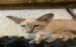 Siamese cats for sale: Blue tabby point and cinnamon tabby point boys - Image 6