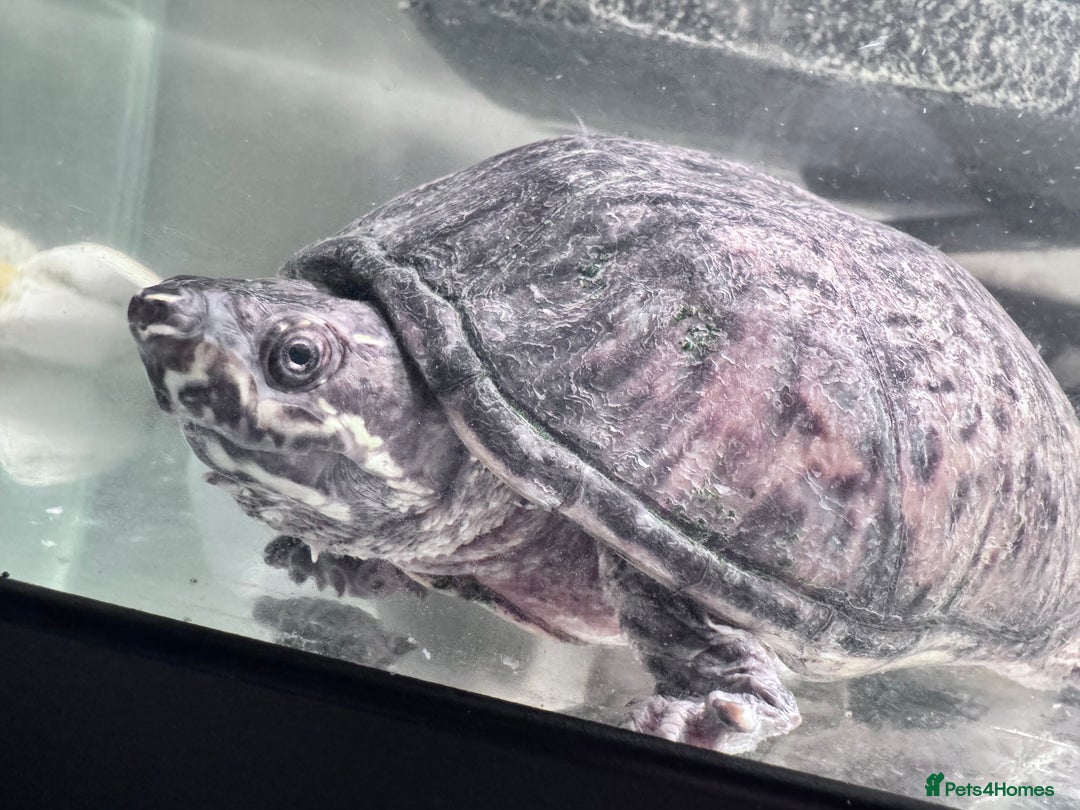 Turtle reptiles for sale: Two musk turtles - Advert 2