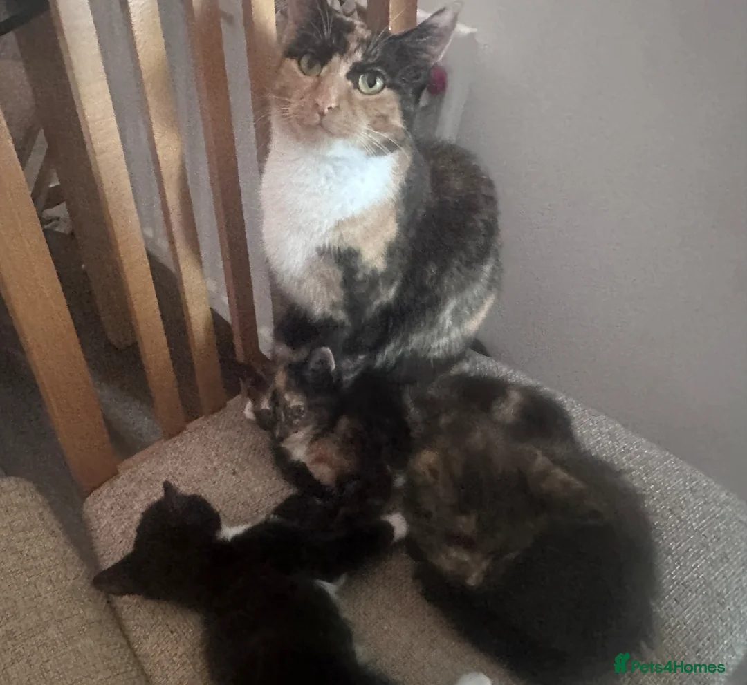 Mixed Breed cats for sale: Three beautiful kitten ready! - Advert 2