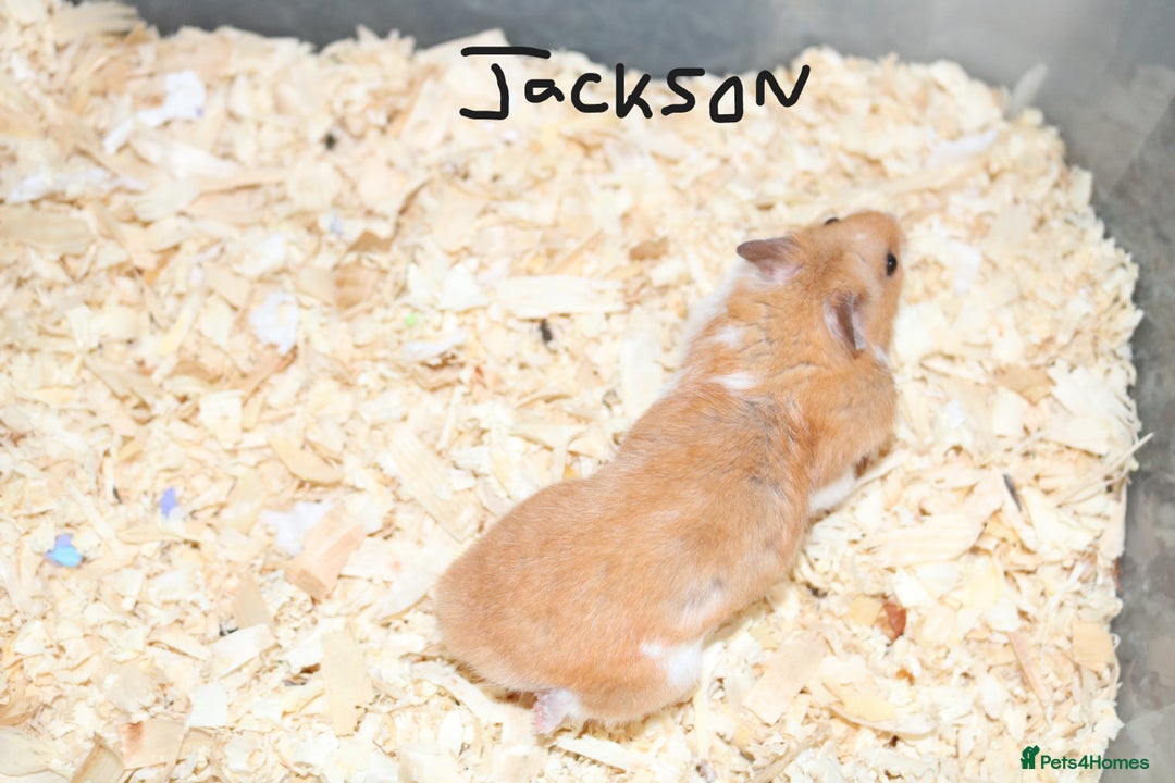 Hamster rodents for sale: Syrian Hamsters - various ages and cage - Image 15