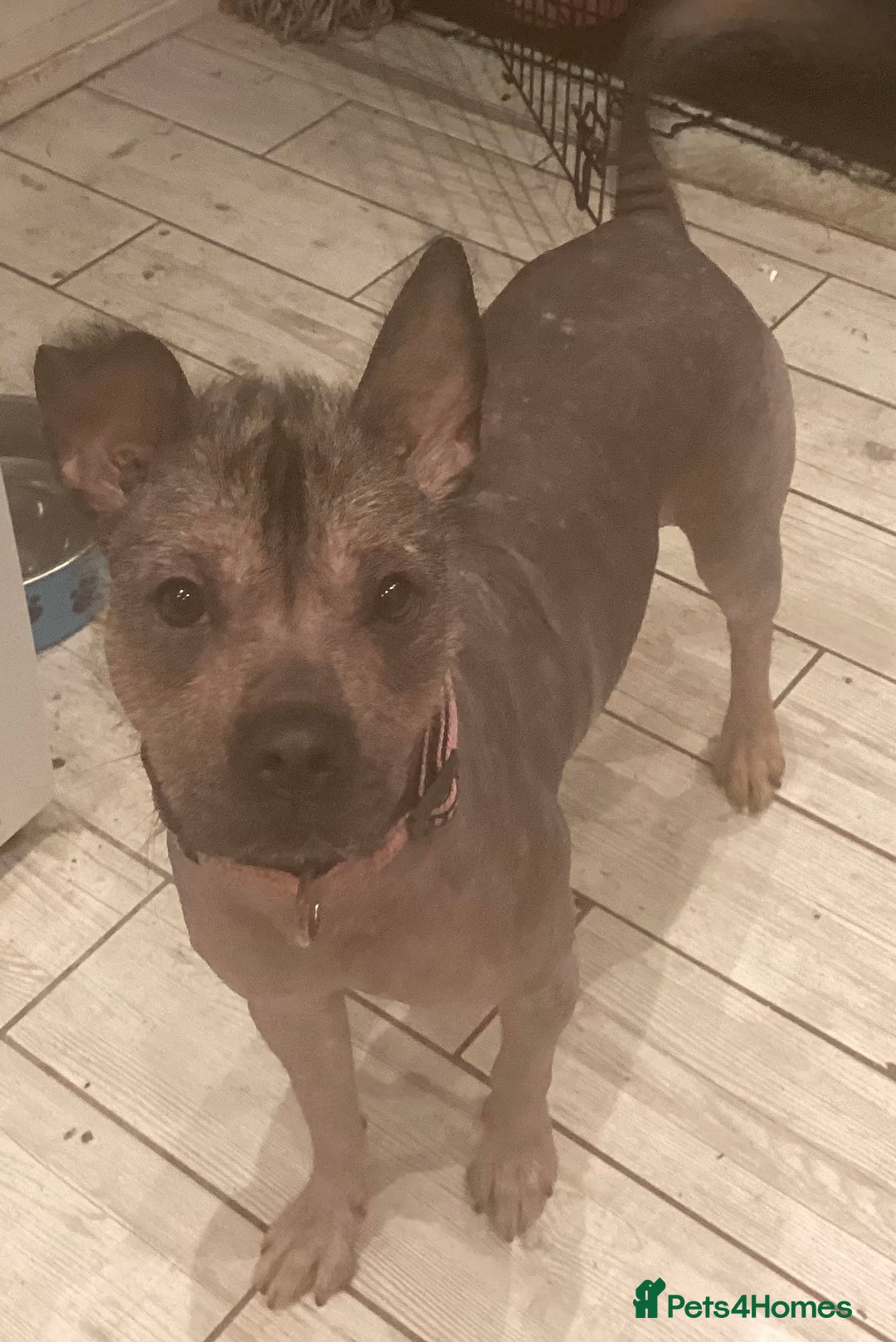 Mixed Breed dogs for sale: Hairless standard sized mixed breed girl - Advert 1