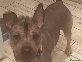 Mixed Breed dogs Hairless standard sized mixed breed girl - Advert 8