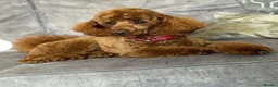 Cockapoo dogs for sale: Outstanding litter of F1 Cockapoo’s in Durham - Advert 9