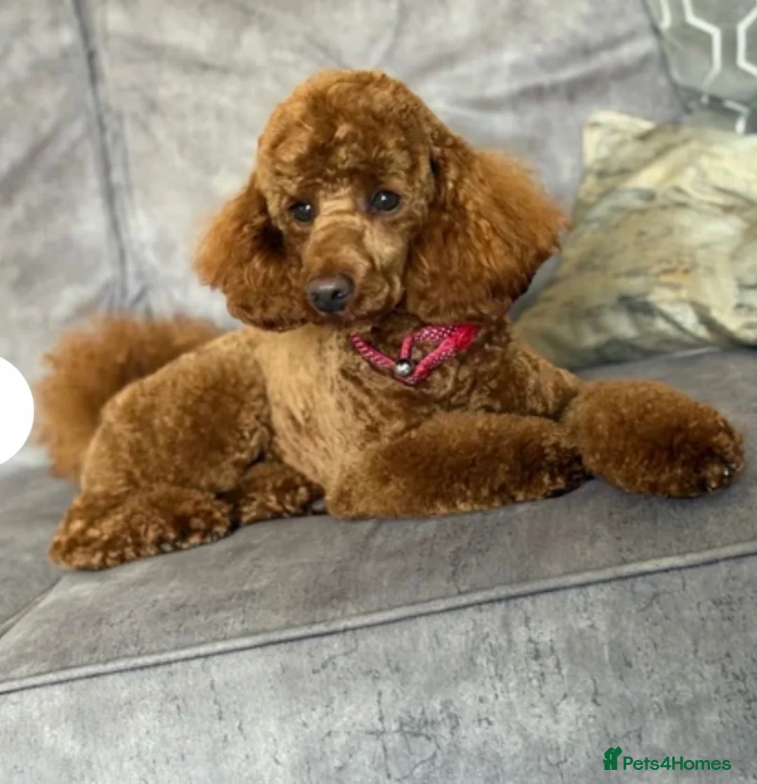 Cockapoo dogs for sale: Outstanding litter of F1 Cockapoo’s in Durham - Advert 9