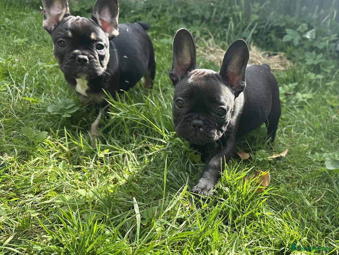 French Bulldog dogs for sale: French Bulldogs  - Image 9