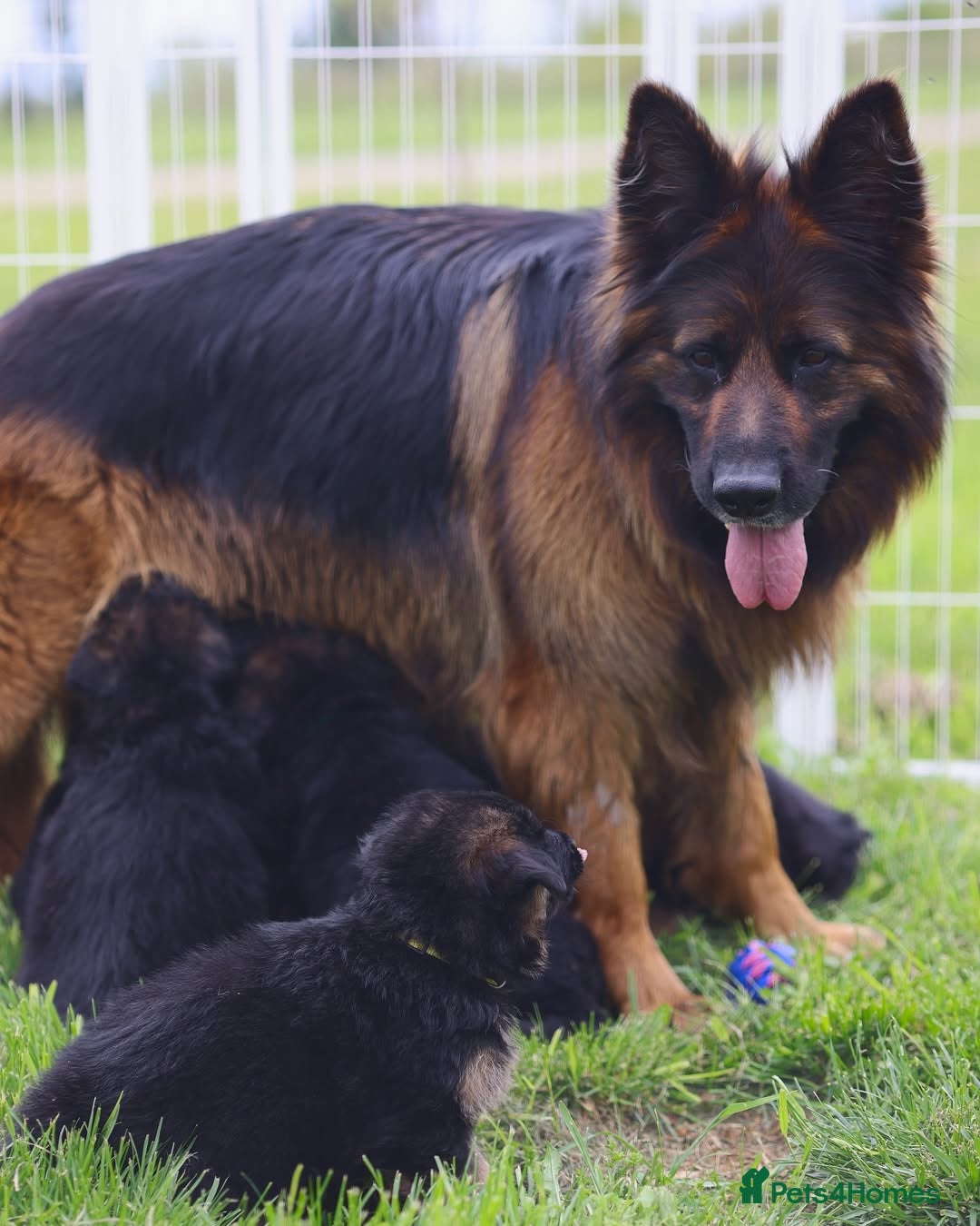 German Shepherd dogs for sale: 🐾🖤 Top-Quality Purebred German Shepherd Puppies - Image 6