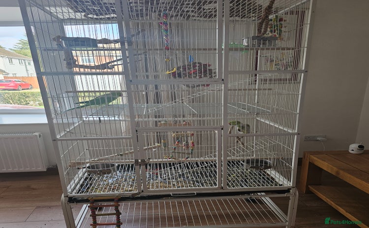 Parakeets birds - Advert 2