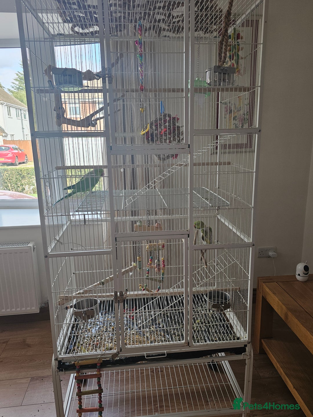 Parakeets birds for sale: Parakeets  - Image 1