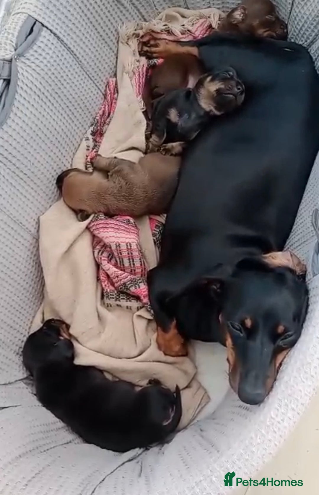 Dachshund dogs for sale: 3 Male Dachshund puppies - Advert 1