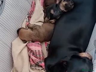 Dachshund dogs 3 Male Dachshund puppies - Advert 4