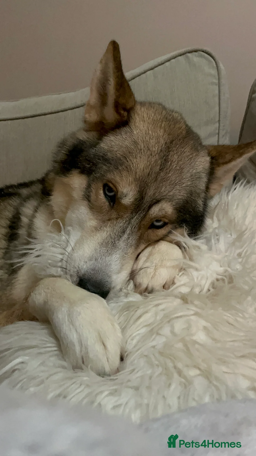 Siberian Husky dogs for stud: EXTREMELY RARE SABLE AGOUTI SIBERIAN HUSKY STUD in Coalville - Advert 2