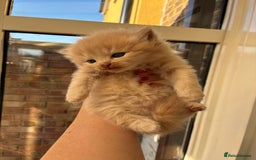 Ragdoll cats for sale: Cuddly Ragdoll X kittens - Image 1