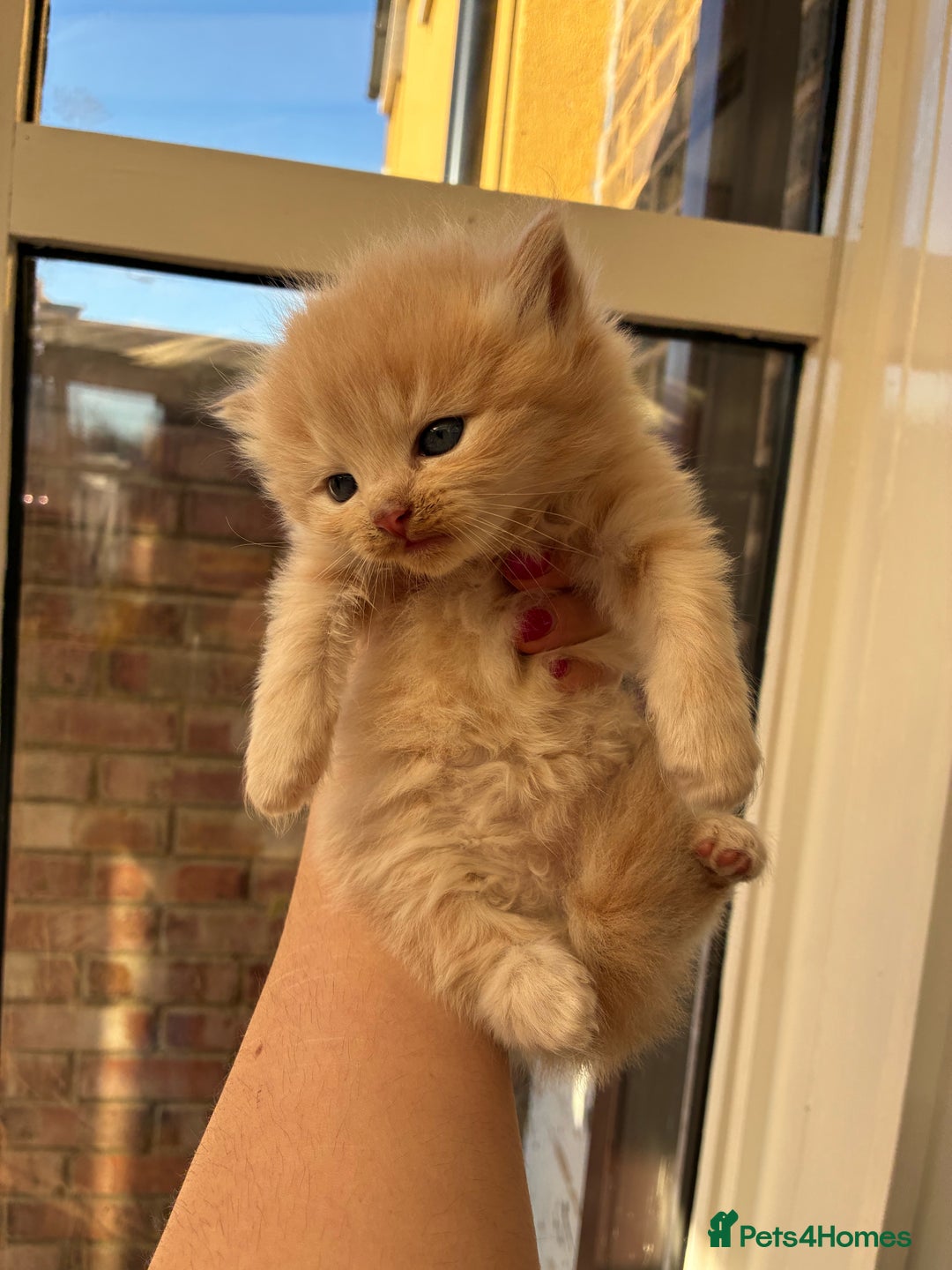 Ragdoll cats for sale: Cuddly Ragdoll X kittens - Image 1