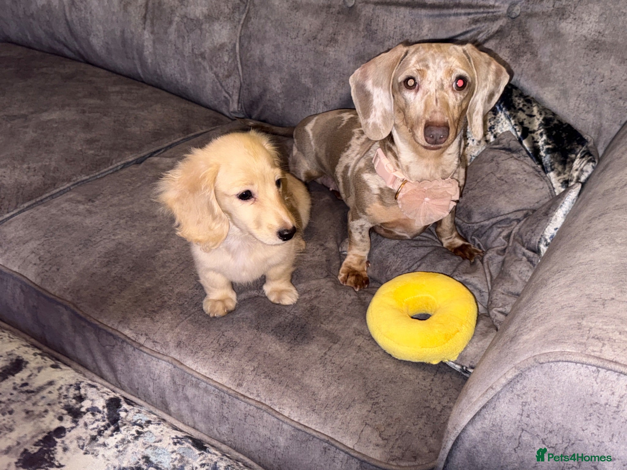 Dachshund dogs Long haired cream dog & reversed dapple bitch  - Advert 2
