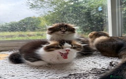 Scottish Fold cats for sale: Two beautiful kittens with mother - Image 5