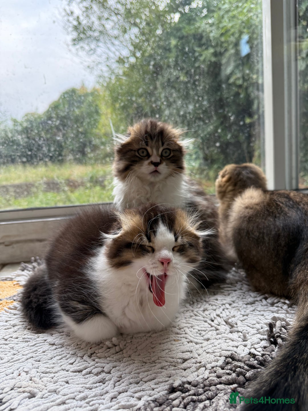 Scottish Fold cats for sale: Two beautiful kittens with mother - Image 5