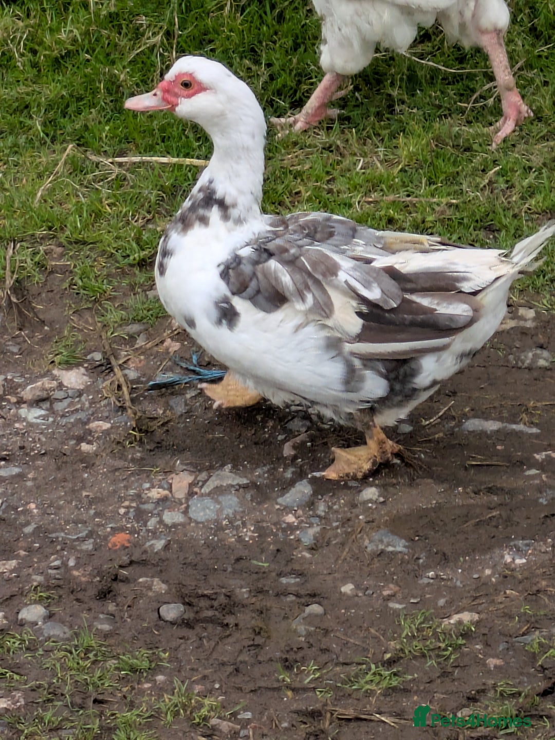Ducks poultry for sale: Muscovy ducks three boys and three girls  - Image 4