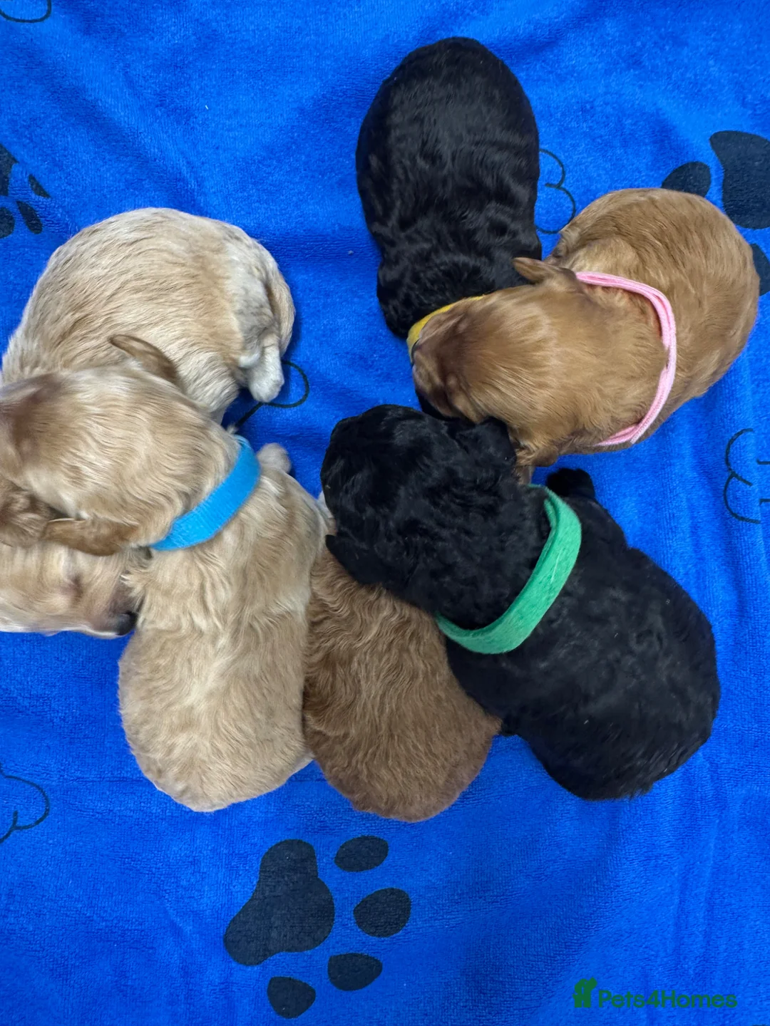 Cockapoo dogs for sale: Outstanding Cockapoos 1 GIRL REMAINING  - Advert 12