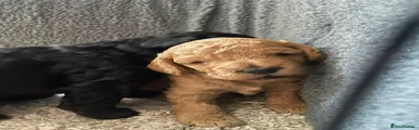 Cockapoo 1