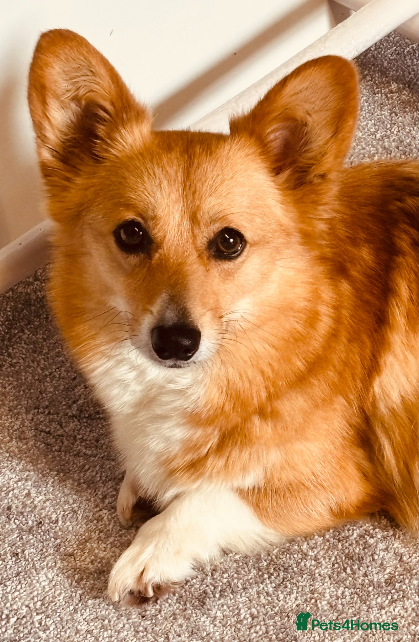 Welsh Corgi Pembroke dogs for sale: Quality Pedigree Tri colour puppies - Advert 3
