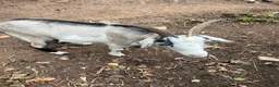 Goats livestock for sale: Wether Pygmy goats  in Bristol - Advert 2