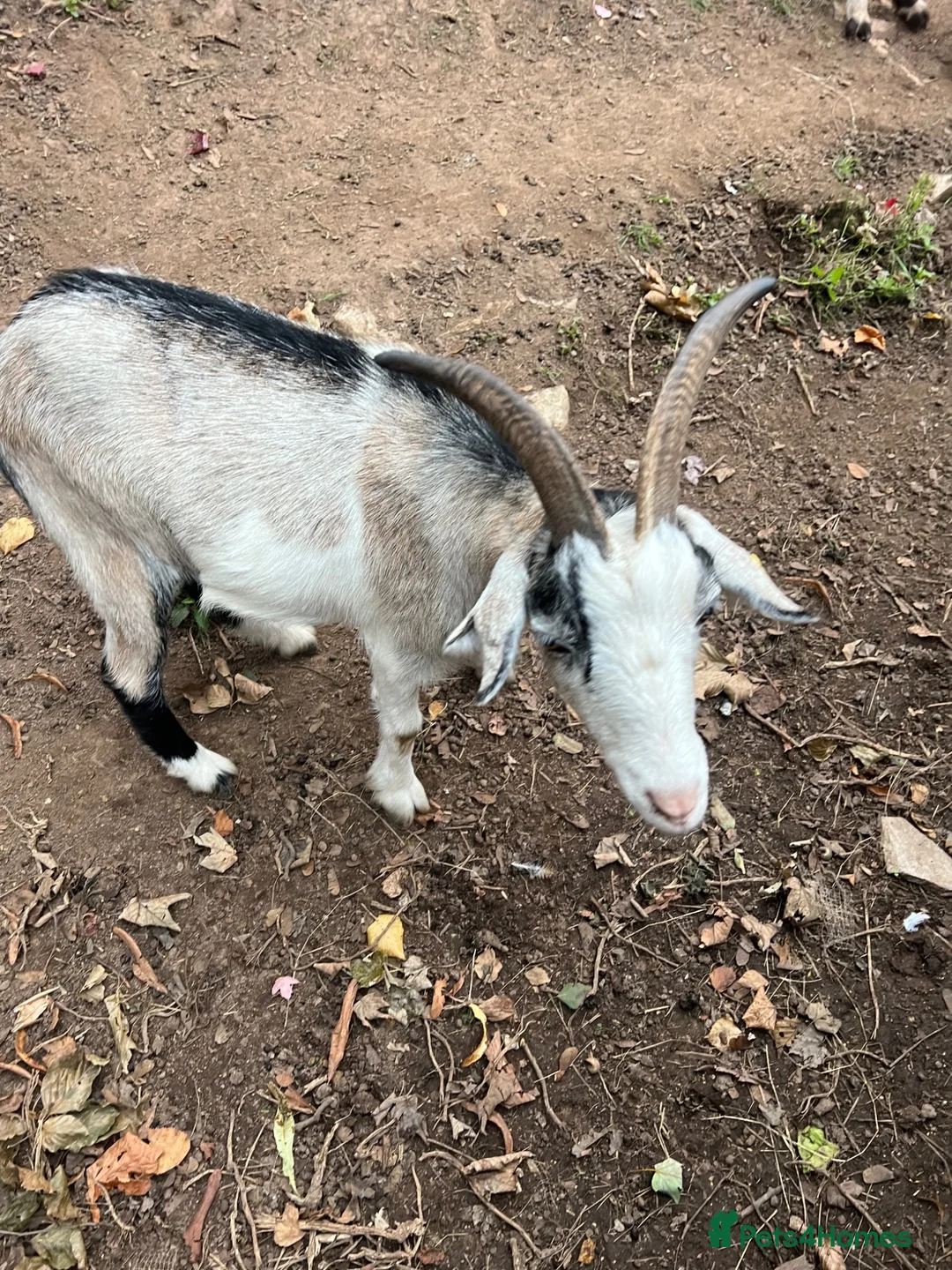 Goats livestock for sale: Wether Pygmy goats  in Bristol - Advert 2