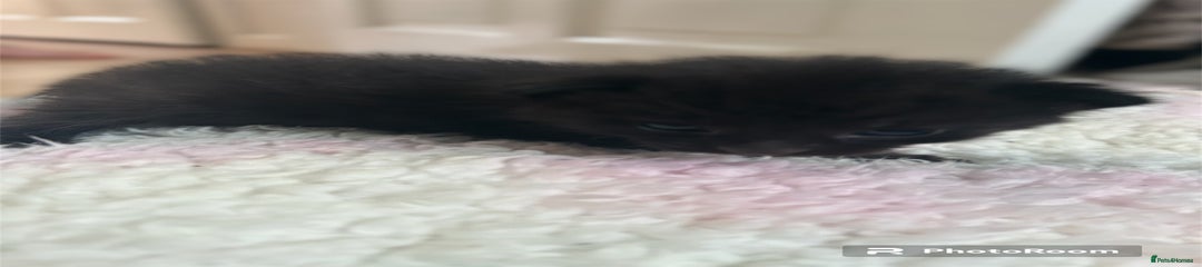 Mixed Breed Kitten 3