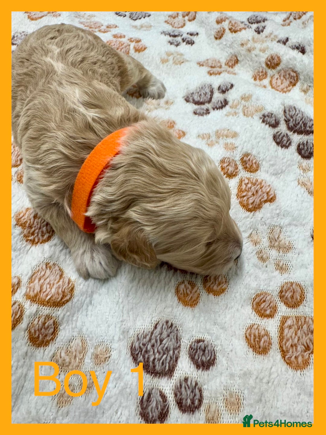 Cockapoo dogs for sale: Outstanding F1b Cockapoo Fully Health Tested  - Advert 17