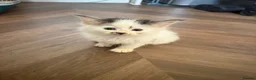 Mixed Breed cats for sale: Loving kittens 💖 - Advert 10