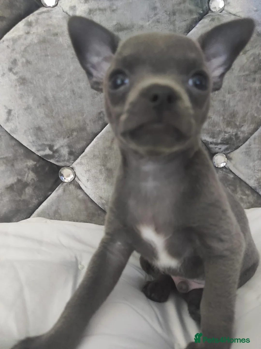 Chihuahua dogs for stud: Chihuahua stud (Romeo) in Sherborne - Advert 14