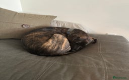 Mixed Breed dogs for sale: 4yo Female Brindle lab mix - Image 6