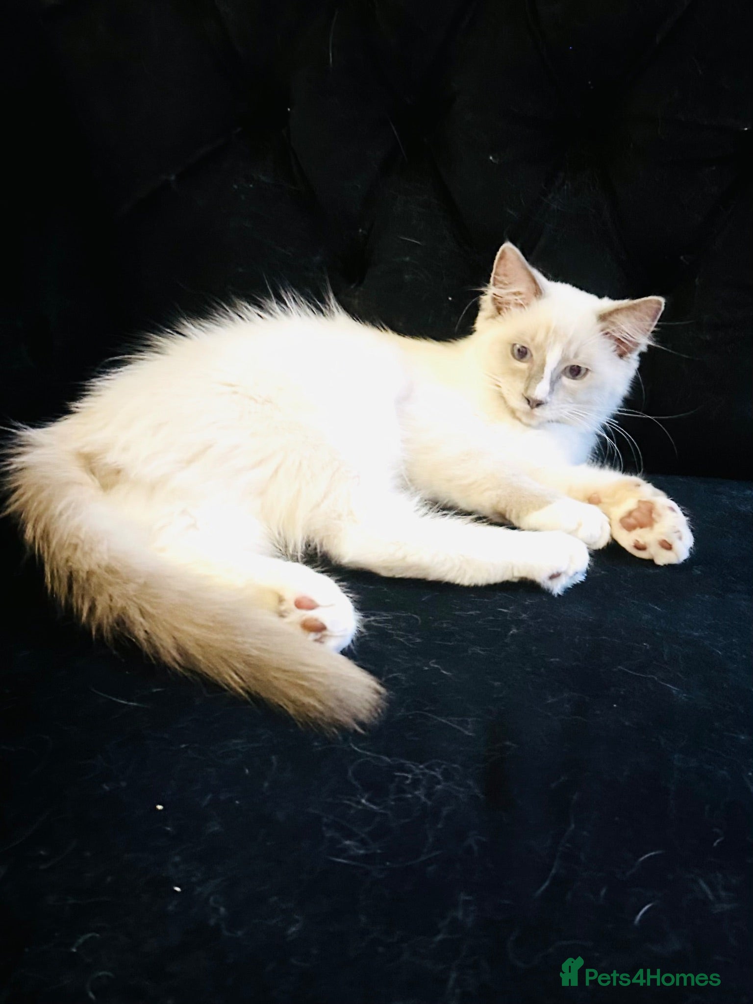 Ragdoll cats GCCF RAGDOLLS  - Advert 1